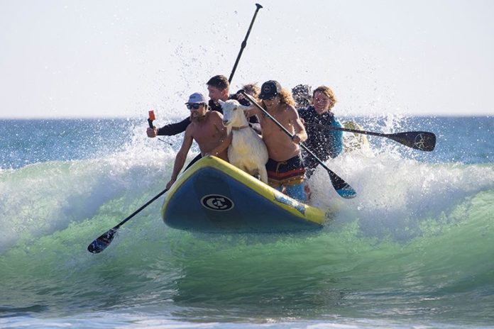 แพะโต้คลื่น