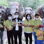 ฉลองวันช้างไทย สวนสัตว์เปิดเขาเขียว มอบเค้กผลไม้ยักษ์ให้พังยายแน็ท-ญาติช้าง9เชือก