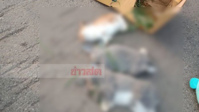 สิบล้อข้ามเลนชนเก๋ง