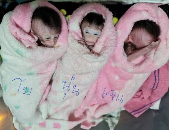 ซูเปอร์วาเลนไทน์ เยี่ยมลิงแฝด เศร้า 2 จ๋อกระแทกหนัก สิ้นใจแล้ว