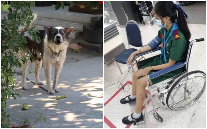โดนจนได้! นร.โดนบางแก้วขย้ำ เล่านาทีกัดเจ้าของสั่งอย่ามองตาหมา