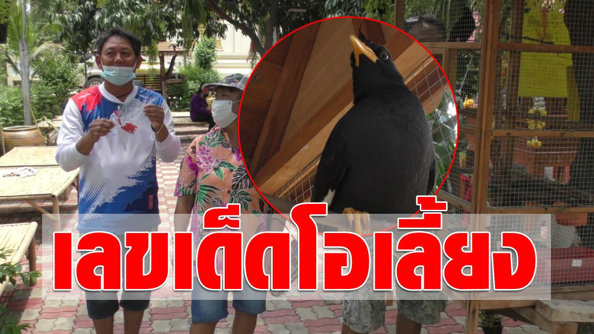 ใกล้หวยออก คนแห่ไปหา เจ้าโอเลี้ยง นกเอี้ยงเสี่ยงทายชื่อดัง ...