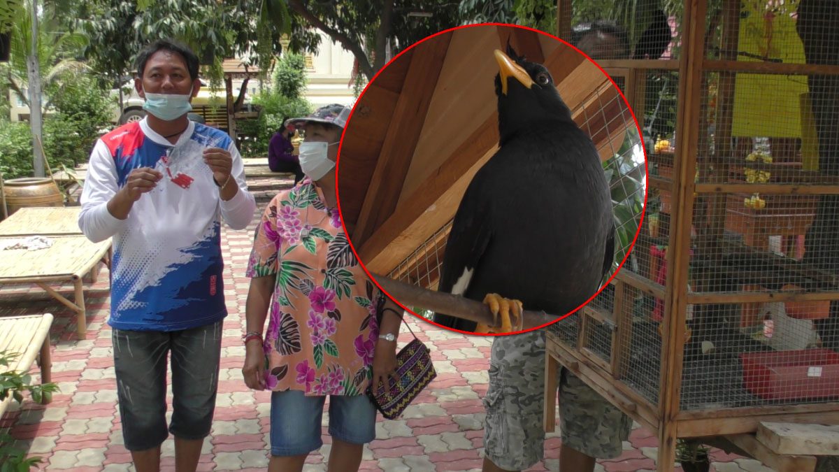 ใกล้หวยออก คนแห่ไปหา เจ้าโอเลี้ยง นกเอี้ยงเสี่ยงทายชื่อดัง ...