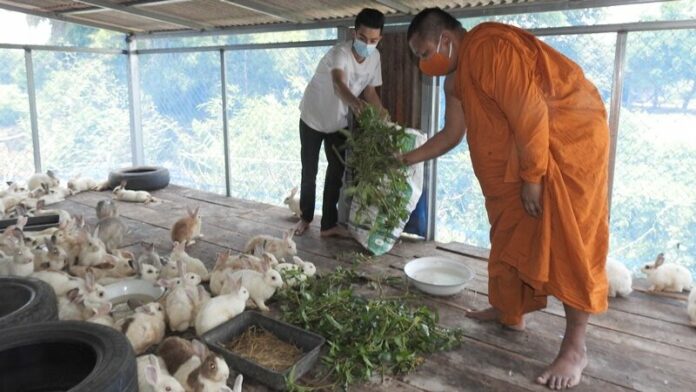 กระต่าย ถวายวัด