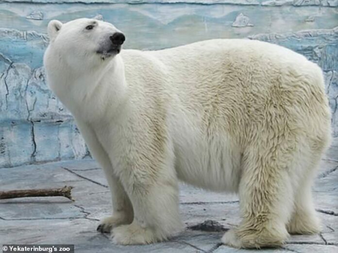 สูญเสียหมีขั้วโลกตัวดัง