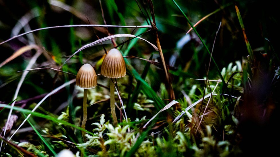 Liberty cap mushrooms on the forest floor.