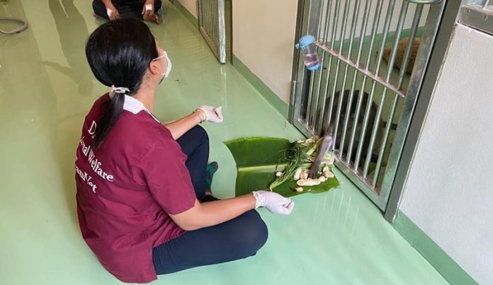 ห้ามเยี่ยม เจ้าก๊อตซิล่า หลังพบนักข่าวโดนกัด พบเชื้อไวรัสอาการยังไม่ดี