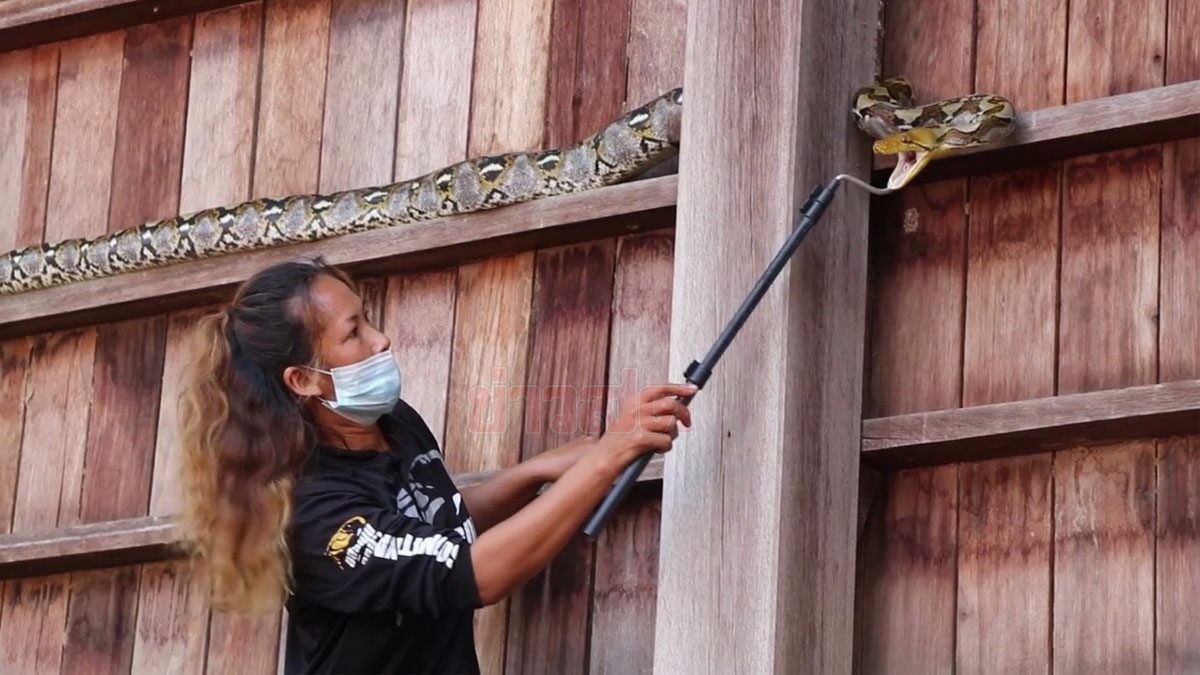 กว่าจะจับได้! กู้ภัยสาวปีนยุ้งข้าว จับงูเหลือมด้วยมือเปล่า สู้สุดฤทธิ์-พุ่งฉก