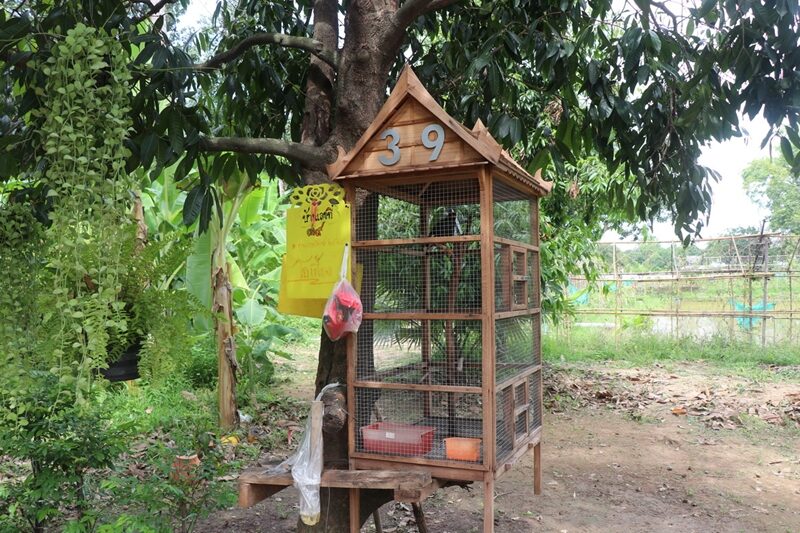 เลขเด็ด เจ้าโอเลี้ยง นกเอี้ยงใบ้หวย วัดดังอ่างทอง นักเสี่ยงดวงนำกระดาษเขียนตัวเลขให้จิกเสี่ยงทาย