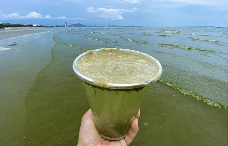 แห่แชร์ภาพ ทะเลบางแสน สีเขียวเข้ม นักท่องเที่ยวหวั่นอันตราย
