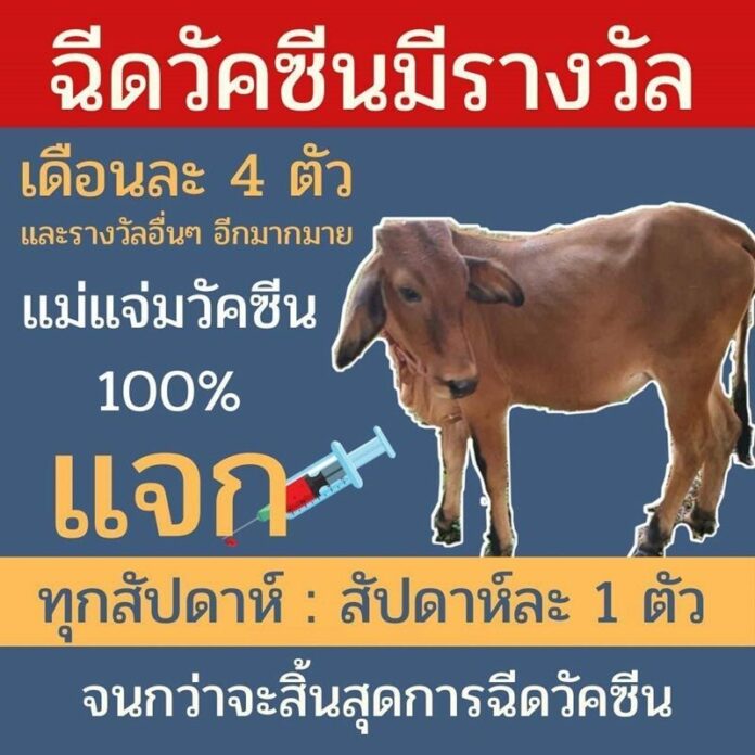  ฉีดวัคซีนแจกวัว