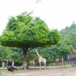 สวนสัตว์เปิดเขาเขียว ปลูกต้นทองอุไร วันต้นไม้ประจำปีของชาติ