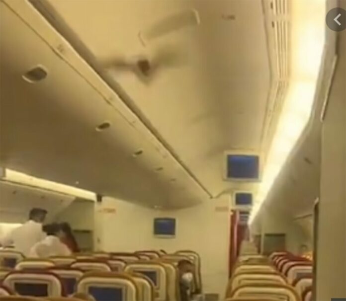 The bats hovered on the plane.