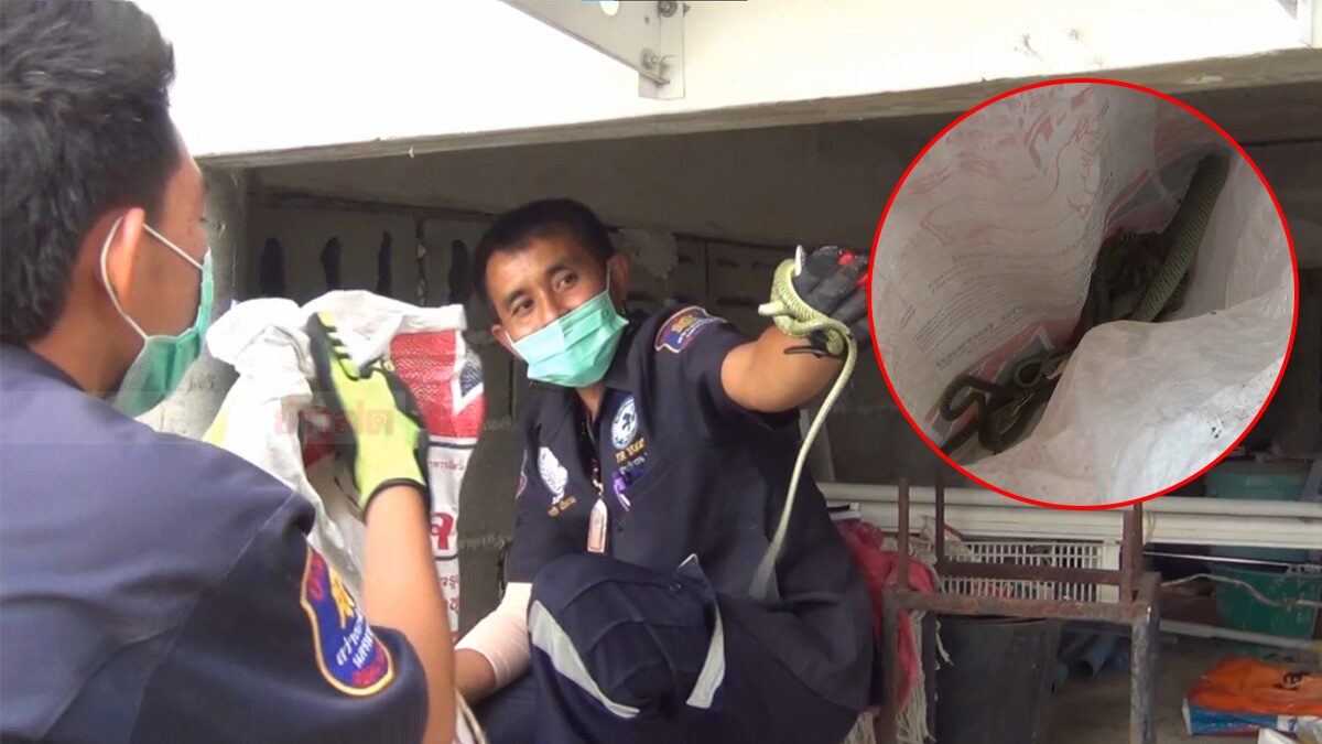 ผวากองทัพงู เลื้อยตามมา มุดเข้ากำแพงบ้าน กู้ภัยทุบอิฐ ดึงออกมาอื้อ