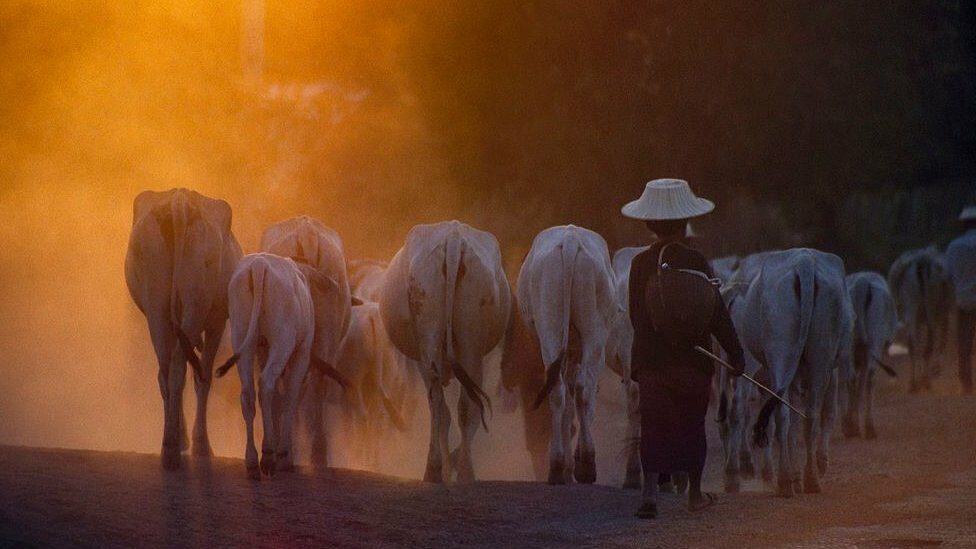 A cow herder in Thailand