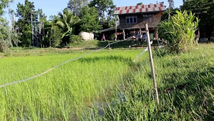 พ่อ-ลูกชาวนา