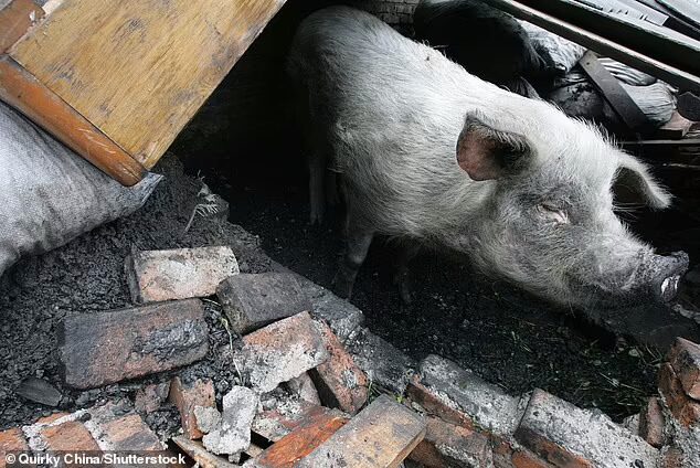 จีนอาลัยหมูฮีโร่
