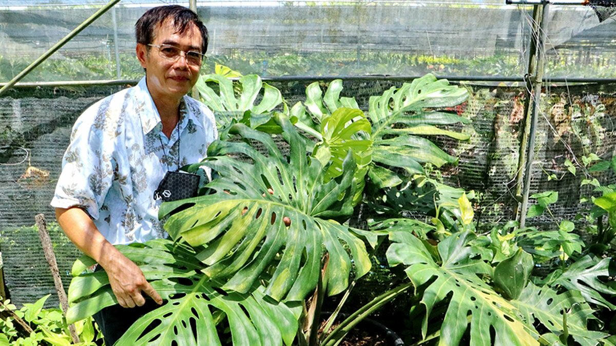 เปิดอาณาจักรไม้ใบ โชว์ ไม้ด่าง มูลค่า2.5ล้าน เผยหลายสายพันธุ์หายาก