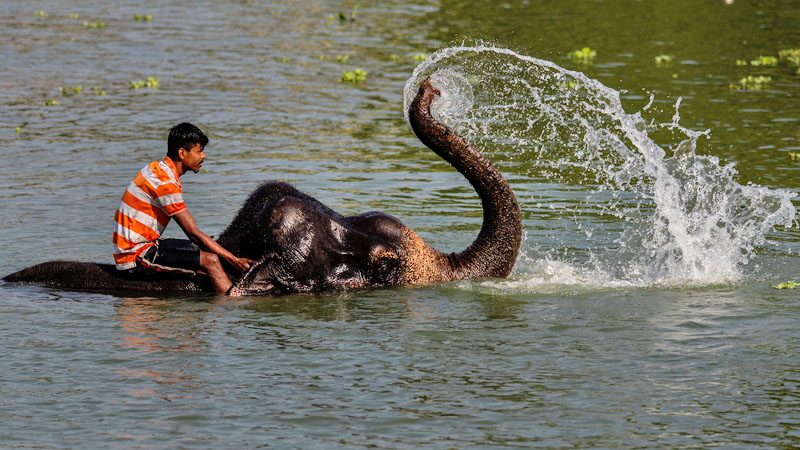 อินเดีย “สว็อบงวง-ล้วงก้นช้าง”