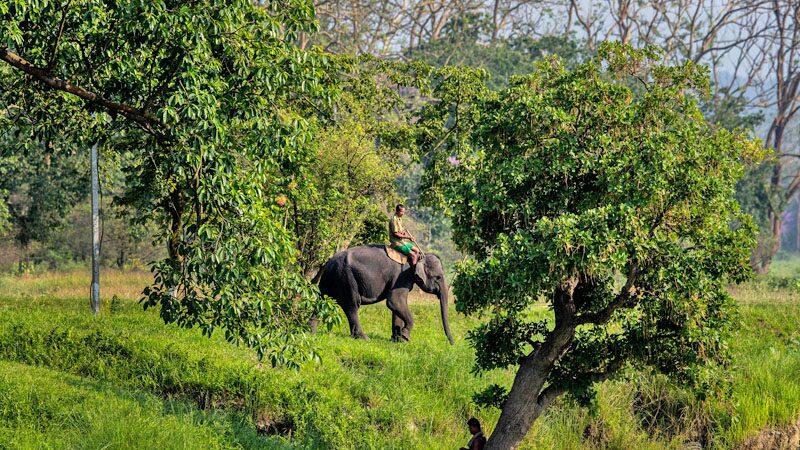 อินเดีย “สว็อบงวง-ล้วงก้นช้าง”
