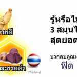 รวมพลัง 3 ราชาสมุนไพร ‘เห็ดหลินจือ โสมเกาหลี กระชายดำ’ ที่สุดแห่งสรรพคุณเพิ่มสมรรถภาพ บำรุงร่างกายแบบทรีอินวัน