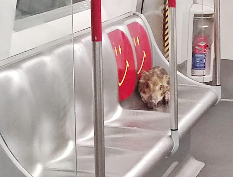 “ลูกหมูป่า” หลงขึ้นรถไฟใต้ดินฮ่องกง