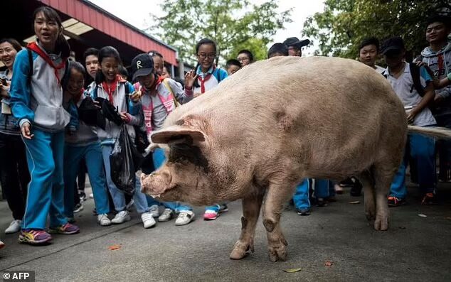 จีนอาลัยหมูฮีโร่