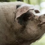 จีนอาลัยหมูฮีโร่ ติดใต้ซากตึกถล่มดินไหว36วัน ล่าสุดไปดาวหมูแล้ว