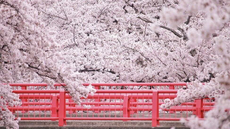 cherry blossom