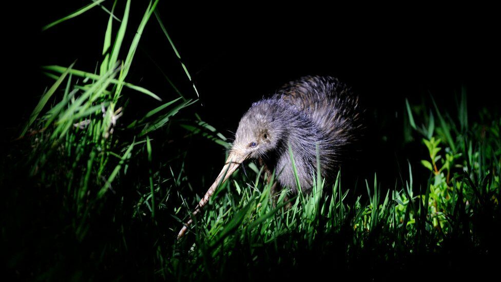Kiwi bird