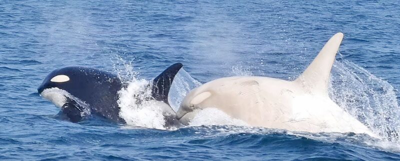 ตื่นตาตื่นใจ “วาฬเพชฌฆาตขาว”