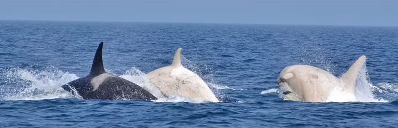 ตื่นตาตื่นใจ “วาฬเพชฌฆาตขาว”