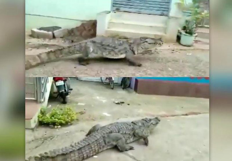 โผล่เดินชิลในหมู่บ้าน