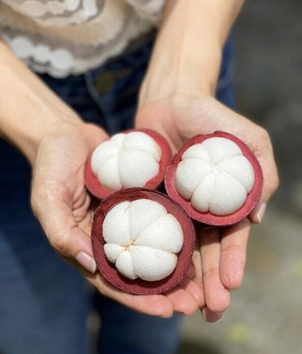 แอน ทองประสม ช่วยเหลือชาวสวนมังคุด