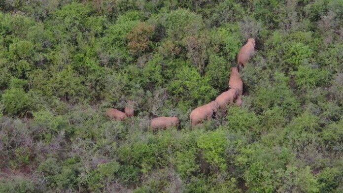 ช้างป่ายูนนานแยกจากโขลง
