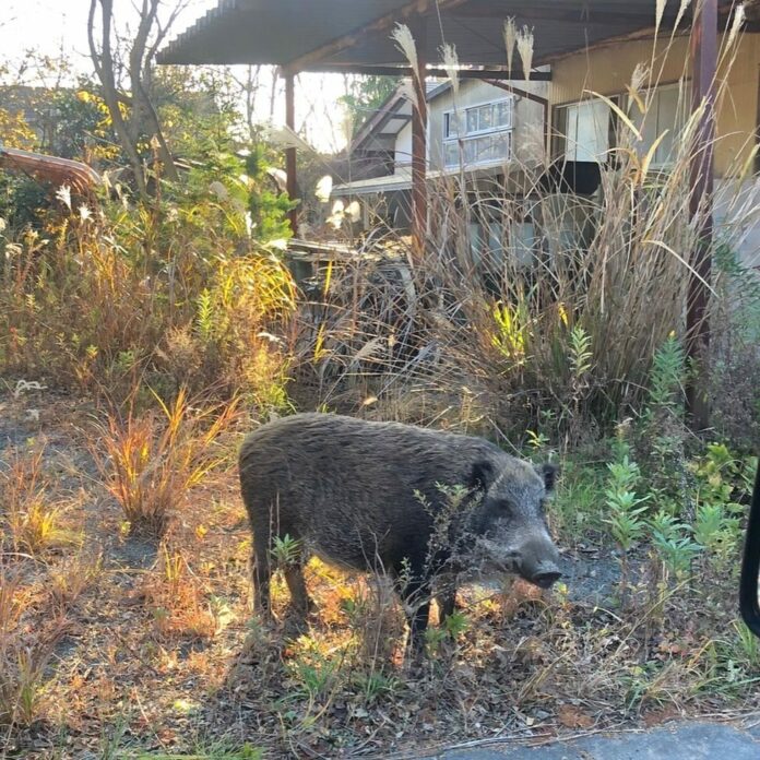 คนไม่อยู่ หมูครองเมือง