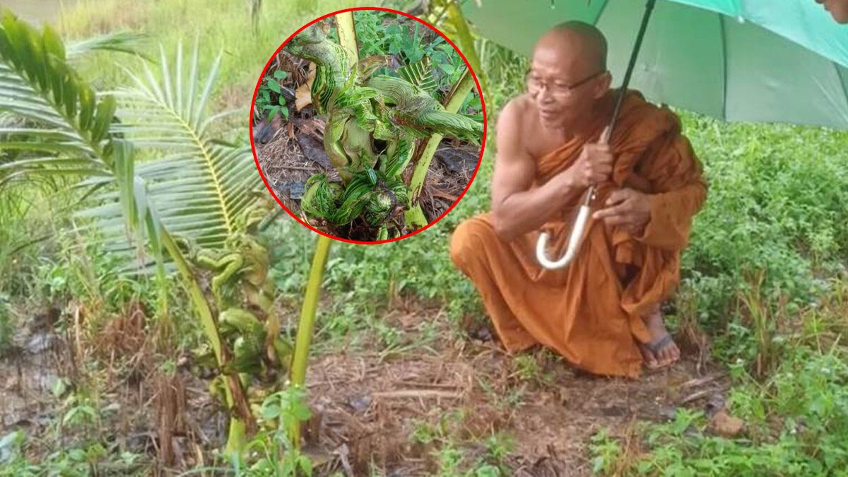 สูตรคำนวณต้องมา! ตีเลขมะพร้าวเศียรพญานาค หลวงพ่อเผยปลูก 2 ปีไม่ยอมโต