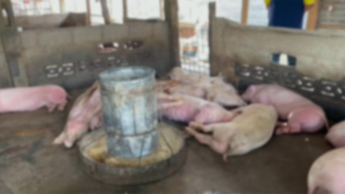 เพชรบูรณ์ หมูป่วยตายปริศนา 21 ตัว มีจุดสีม่วง ปศุสัตว์เร่งตรวจเชื้อ หวั่นตายยกคอก