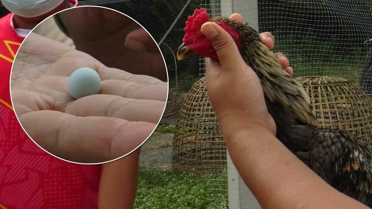 เกิดมาเพิ่งเคยเจอ! พ่อค้าฮือฮา พบไข่มุกในท้องไก่ โดนไฟจะเปลี่ยนสี เชื่อให้โชค
