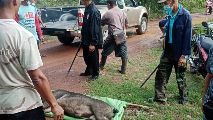 จับตายหมูป่า