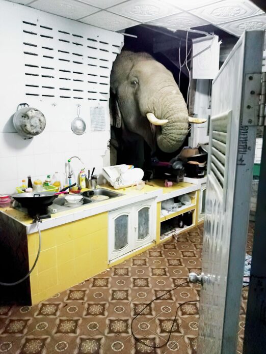 พลายบุญช่วย ช้างป่าละอู