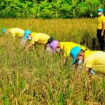 กองทัพเรือ จัดกิจกรรมเกี่ยวข้าวแปลงนาสาธิต ตามหลักเศรษฐกิจพอเพียง