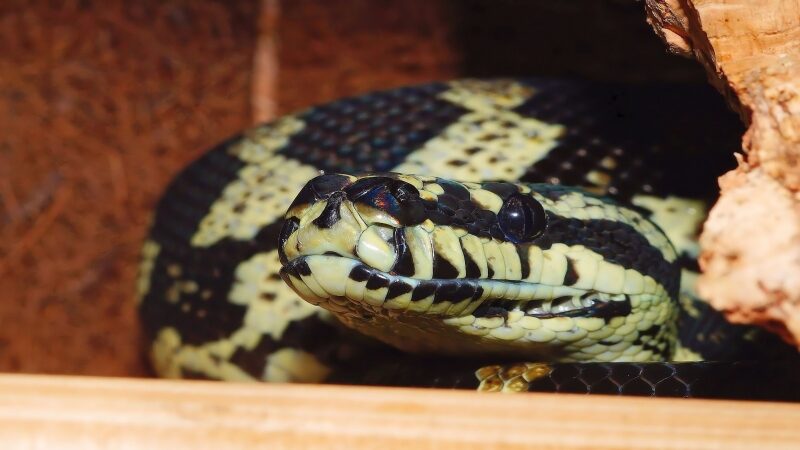 งู Python