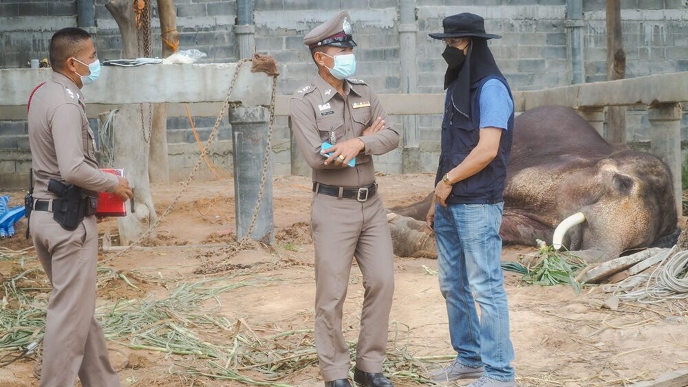 ตร.บุกพิสูจน์ ช้างล้มมีปริศนา ส่งตรวจหาสารพิษ เจ้าของเผยปมแก๊งวัยรุ่น