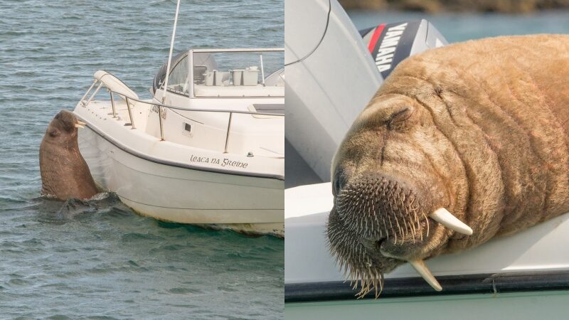 walrus