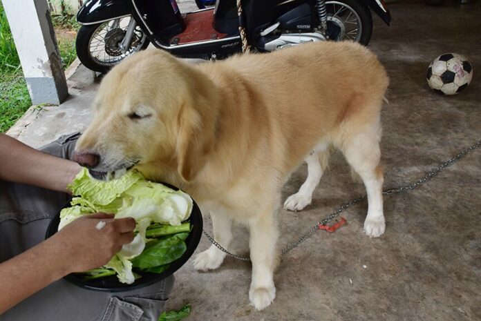 เจ้าชานม หมาฝรั่งชอบปลาร้า