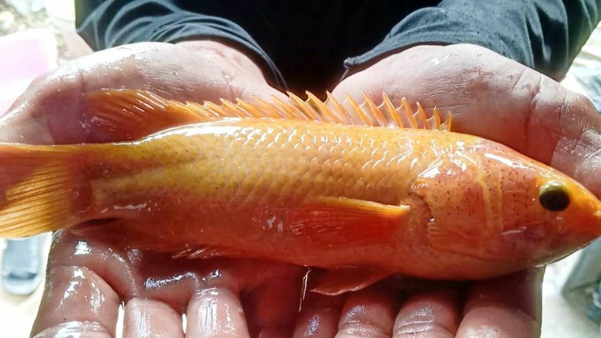 หนุ่มใหญ่ตะลึง! เจอปลาหมอยักษ์สีทองติดเบ็ด เพื่อนขอซื้อไม่ขาย หนุ่มใหญ่ตะลึง! เจอปลาหมอยักษ์สีทองติดเบ็ด เพื่อนขอซื้อไม่ขาย