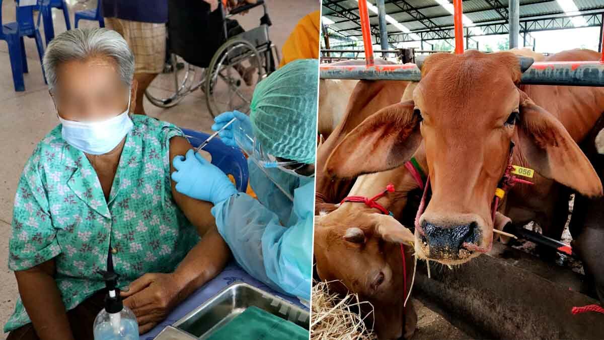 รพ.โพธาราม ฉลองครบรอบ 69 ปี จูงใจผู้สูงอายุฉีดวัคซีนโควิด ลุ้นรับแม่พันธุ์วัว 1 ตัว