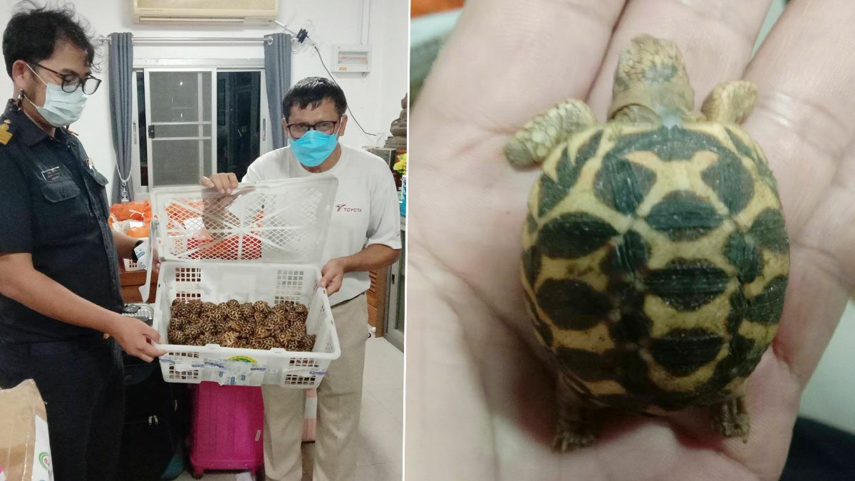 ยัด8ใบกระเป๋าเดินทาง! ด่านตรวจสัตว์ป่าแม่สอดจับขนเต่าดาว ส่งขายลูกค้ากทม.