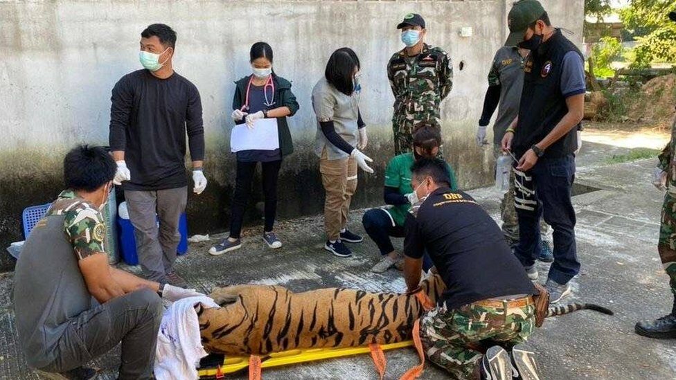 เจ้าหน้าที่ทางการไทย พบว่า ลูกเสือ 2 ตัว ถูกลักลอบค้ามาจากที่อื่น ขณะที่เจ้าหน้าที่สวนเสืออ้างว่า ลูกเสือเกิดจากเสือที่เลี้ยงไว้